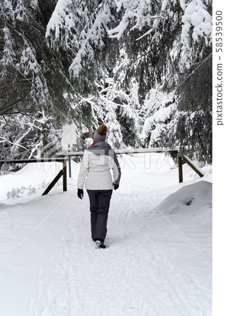 Rear view of a woman is walking in a winter forest Rear view of a woman is walking in a winter forest 58539500