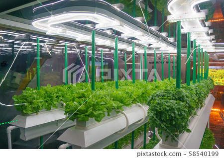 Soilless culture of vegetables under artificial light. Organic hydroponic vegetable garden. LED Soilless culture of vegetables under artificial light. Organic hydroponic vegetable garden. LED 58540199