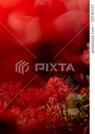 Bright cluster amaryllis in the sun with a black background 58540325