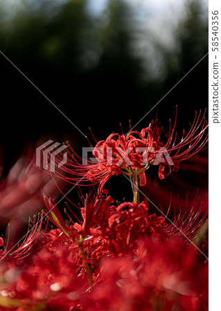 Bright cluster amaryllis in the sun with a black background 58540356