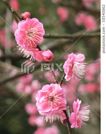 Authentic, plum of Dazaifu Authentic, plum of Dazaifu 58540862