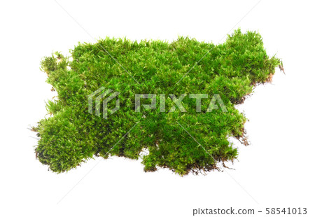 Green moss isolated on white background 58541013