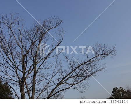 冬天圖像(死樹) 冬天圖像(死樹) 58541124
