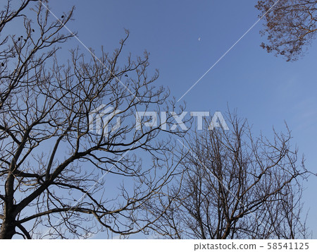 冬天圖像（死樹） 58541125