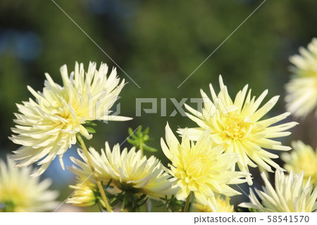 Dahlia of Mami Hill Park 58541570