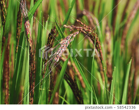 Agricultural image (rice farming / ancient rice) 58542336