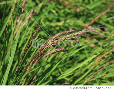 Agricultural image (rice farming / ancient rice) 58542337