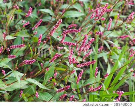 Persicaria longise 58543000