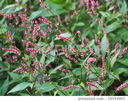 Persicaria longise 58543003