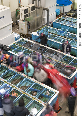 [魚市場拍賣] 58543470