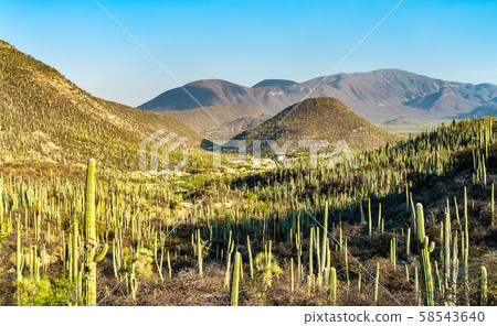 Tehuacan-Cuicatlan Biosphere Reserve in Mexico 58543640