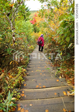 Mao Paradise Line Stairs 58544396