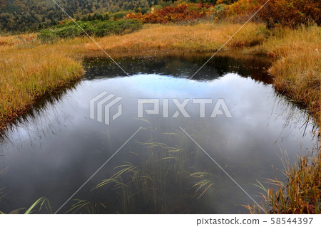 Hairless paradise line Hairless paradise line 58544397