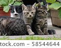 A kitten 58544644