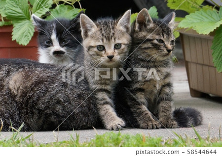 A kitten 58544644