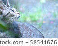 Cat  58544676
