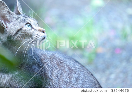 Cat  58544676