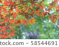 Autumn leaves 58544691