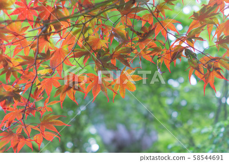 Autumn leaves 58544691