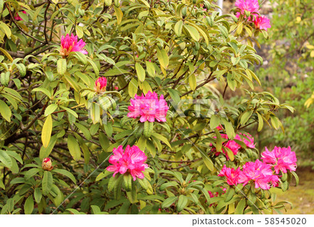 開始開花的福藏院杜鵑花 58545020