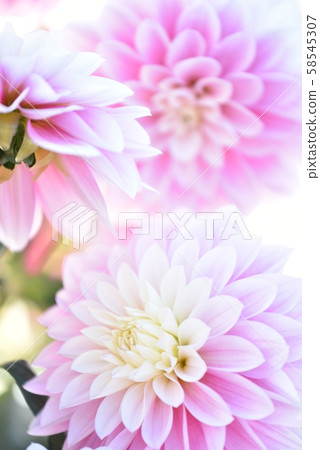 Dahlia flower Dahlia flower 58545307