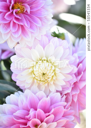 Dahlia flower 58545334