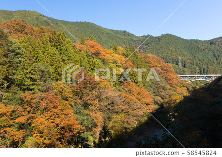 在Hatono巢谷的秋葉 在Hatono巢谷的秋葉 58545824