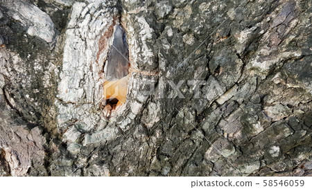 Bark and buds of large trees. Bark and buds of large trees. 58546059