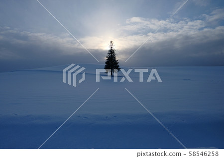 Christmas tree tree Christmas tree tree 58546258