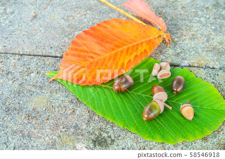 chi葉和橡子 chi葉和橡子 58546918