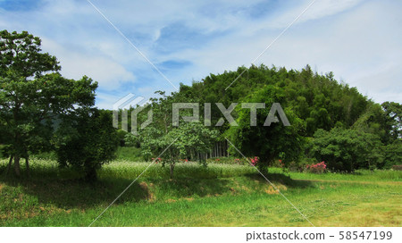 Dazaifu (Remains of Dazaifu Government Office) 58547199