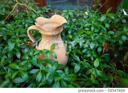 An old broken jug in green leaves 58547889