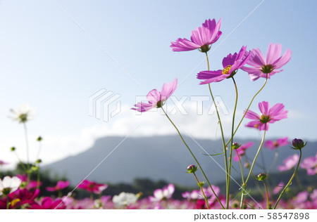 Sanko Cosmos Garden Sanko Cosmos Garden 58547898