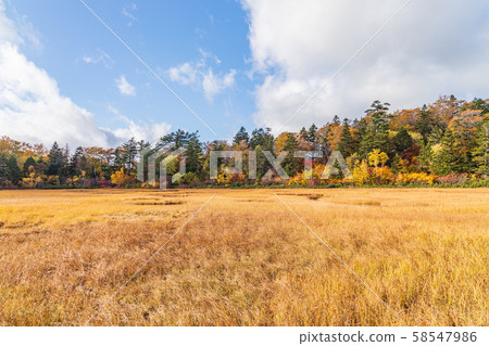 秋天十和田八man平國家公園八man平蒸熱水 秋天十和田八man平國家公園八man平蒸熱水 58547986
