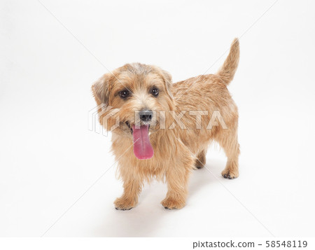 Laughing No Fox Terrier 58548119