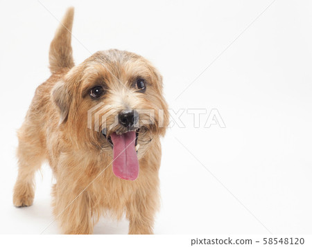 Laughing No Fox Terrier Laughing No Fox Terrier 58548120