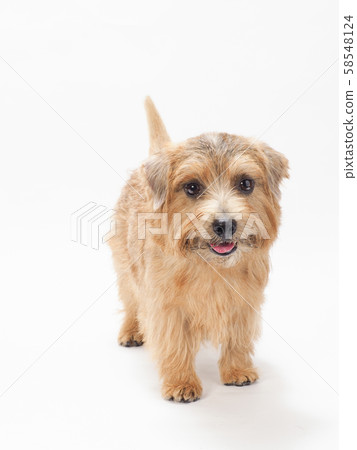 Laughing No Fox Terrier Laughing No Fox Terrier 58548124