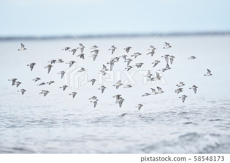 石狩海灘（北海道）上的一群土年 58548173