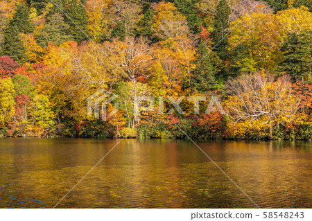 秋天十和田八man平國家公園八man平蒸熱水長沼 58548243
