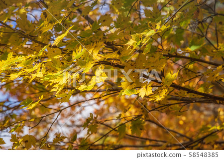 秋天十和田八man平國家公園八H平蒸溫泉長沼 58548385