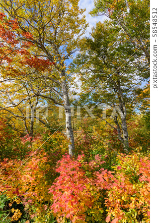 Autumn leaves of Hachimantai Onuma 58548512