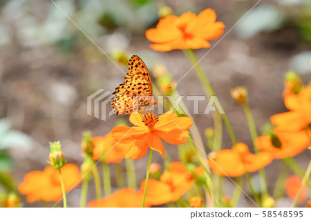 Zuma giuna Zuma giuna 58548595