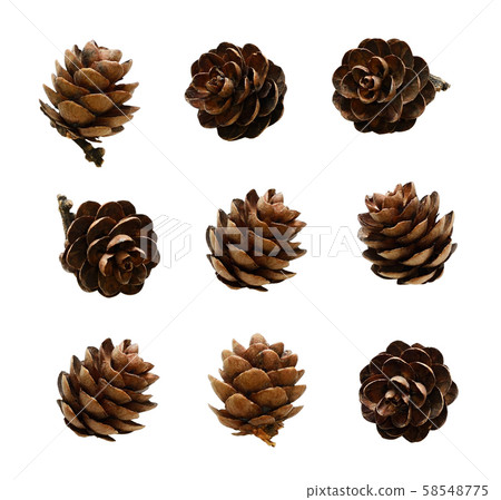 Set of small larch cones 58548775