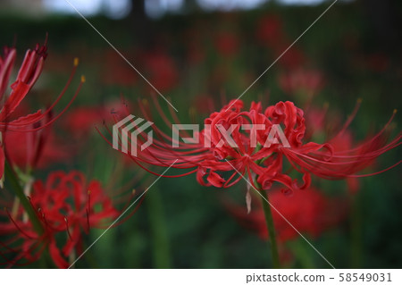 在秋天盛開的紅色群集朱頂蘭 58549031