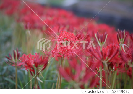 在秋天盛開的紅色群集朱頂蘭 58549032