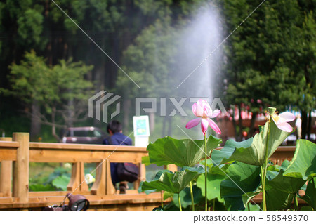 蓮花(福井縣南越前町花花公園) 蓮花(福井縣南越前町花花公園) 58549370