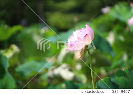 蓮花(福井縣南越前町花花公園) 蓮花(福井縣南越前町花花公園) 58549407
