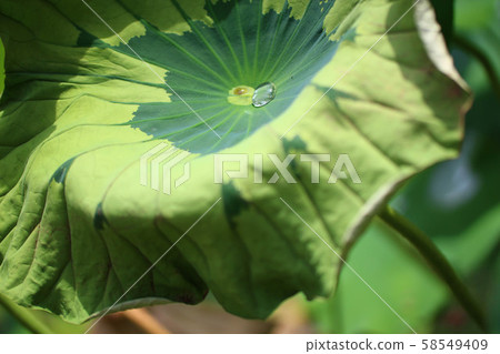 蓮花(福井縣南越前町花花公園) 蓮花(福井縣南越前町花花公園) 58549409