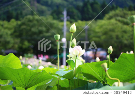 蓮花(福井縣南越前町花花公園) 蓮花(福井縣南越前町花花公園) 58549413