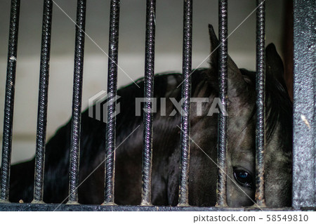 Head of horse looking over the stable doors. 58549810